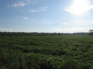 Property photo 2 - 80+/- Acres Land Auction offered in 5 Tracts